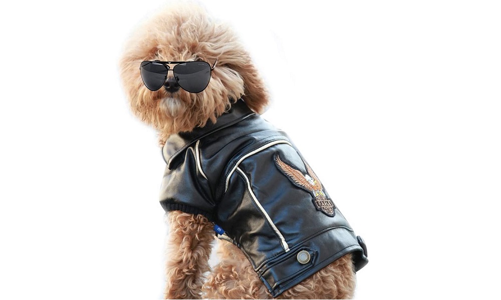 Are Leather Jackets Harmful to Dogs