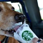 Are Puppuccino Safe for Dogs