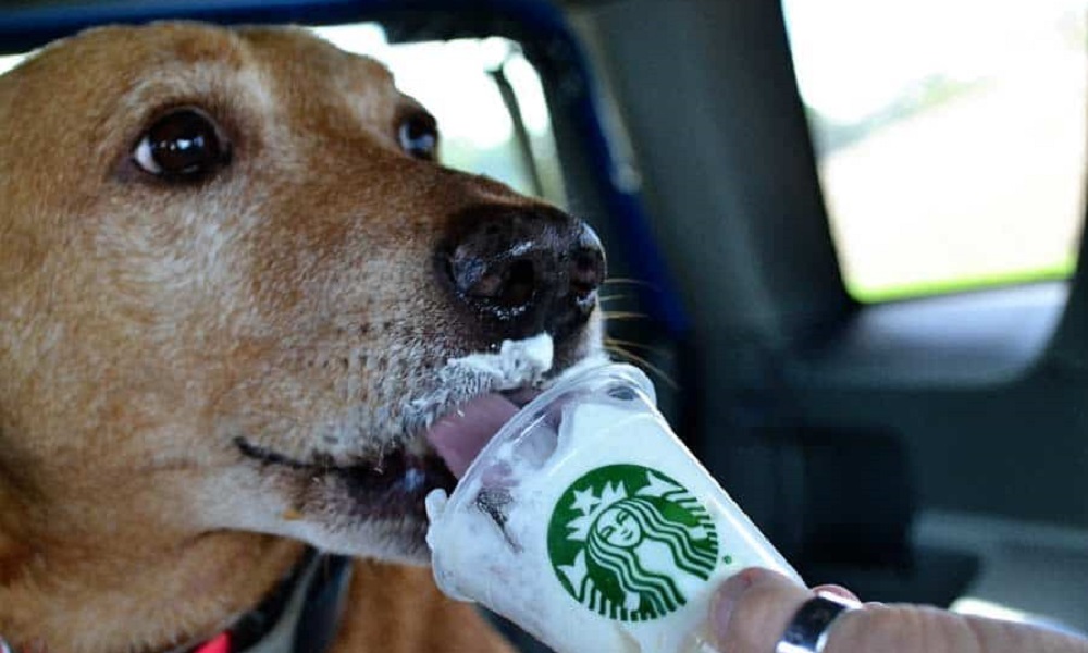 Are Puppuccino Safe for Dogs