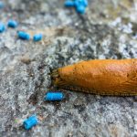 Are Slug Pellets Safe for Dogs