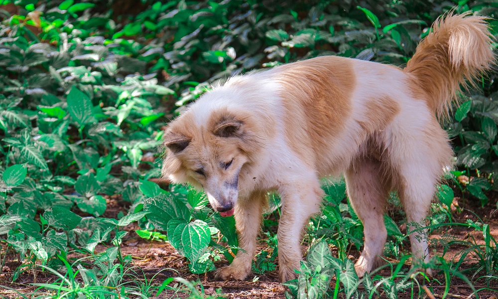 Are Snakes Afraid of Dogs