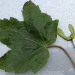 Are Sycamore Seeds Poisonous to Dogs