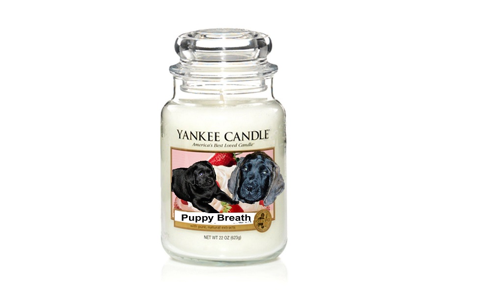 Are Yankee Candles Safe for Dogs