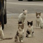 Can a Dog Get a Cat Pregnant