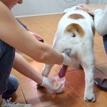 Can a Dog Still Produce Sperm After Being Neutered