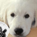 Can Black Licorice Kill Dogs