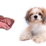 Can Corned Beef Kill Dogs