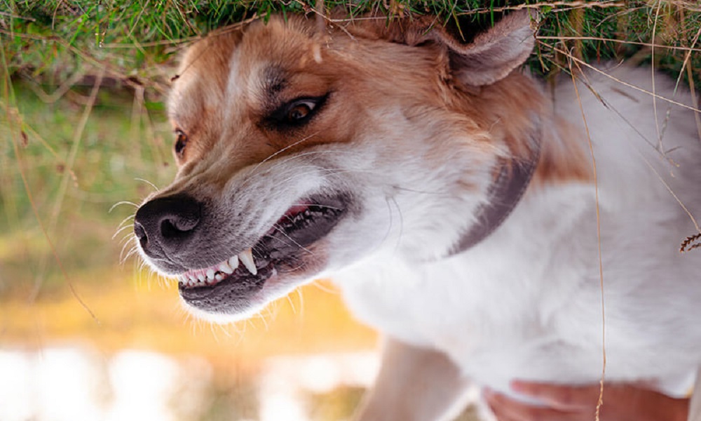 Can Dogs Be Ticklish