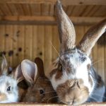 Can Dogs Catch Myxomatosis