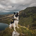 Can Dogs Climb Snowdon