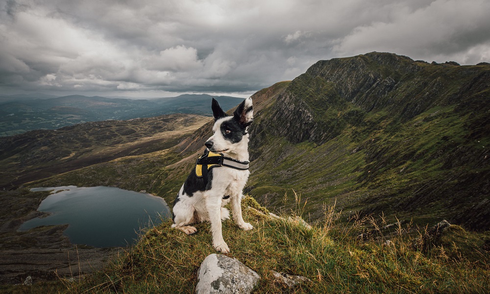 Can Dogs Climb Snowdon