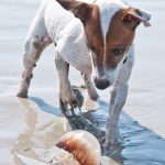 Can Dogs Get Stung by Jellyfish