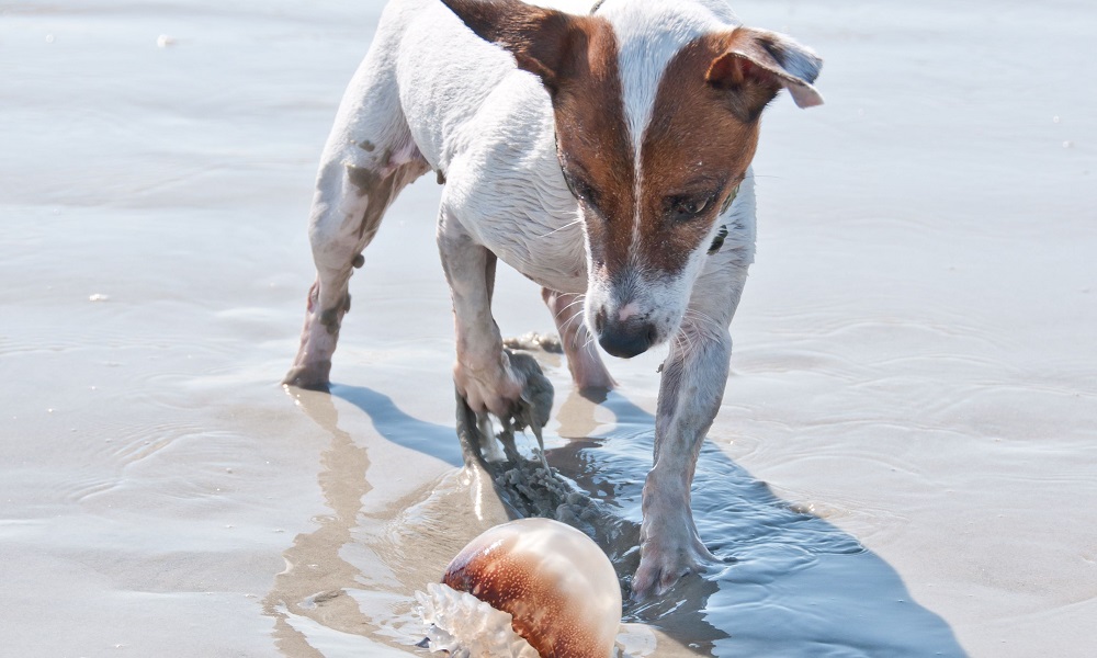 Can Dogs Get Stung by Jellyfish