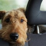 Can Dogs Go in Taxis
