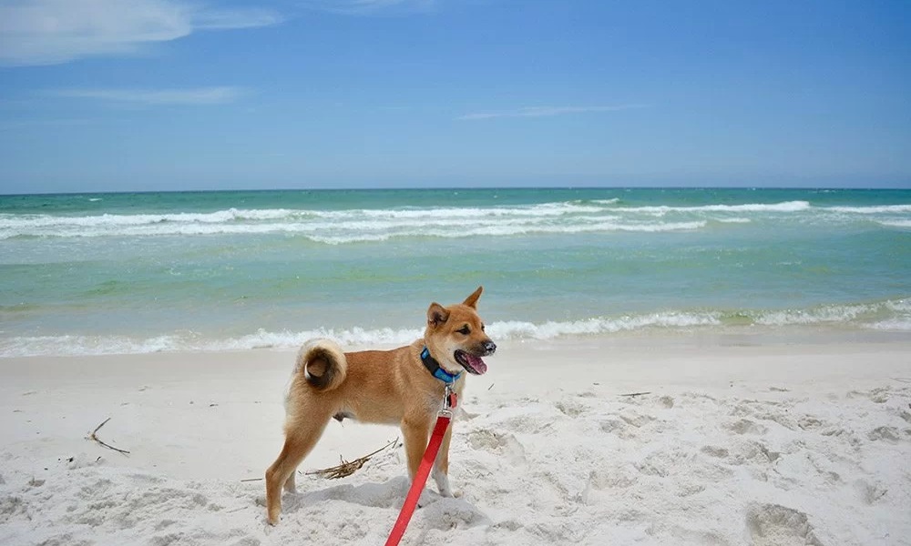 Can Dogs Go on Barmouth Beach