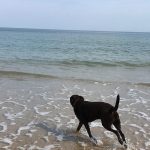 Can Dogs Go on Filey Beach