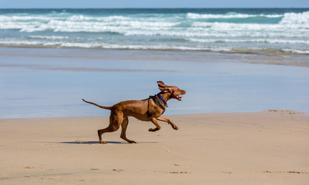 Can Dogs Go on Perranporth Beach