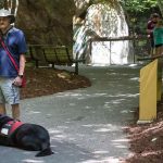 Can Dogs Go to the Zoo