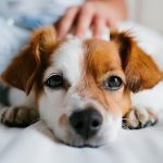 Can Dogs Have Hummus