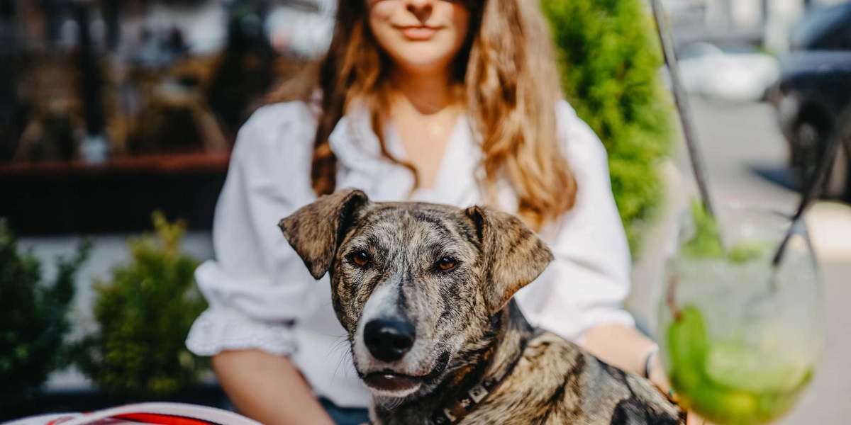 Can Dogs Stay at Travelodge? Pet Help Reviews UK