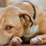 Can Eggs Save a Poisoned Dog