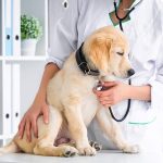 Can Heat Cause Dog Seizures