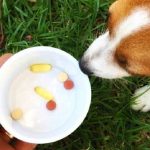 Can I Give My Dog Antihistamine Uk