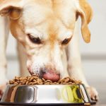 Can I Give My Dog Cod Liver Oil