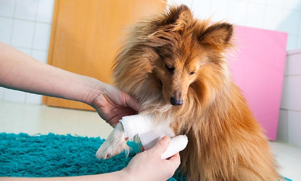 Can I Use Antiseptic Cream on My Dog