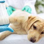 Can My Dog Have Water before Surgery Uk