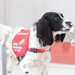 Can Sniffer Dogs Smell Through Condoms