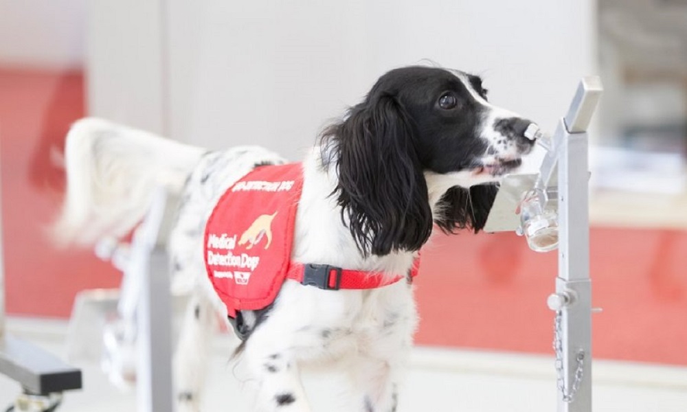 Can Sniffer Dogs Smell Through Condoms? – Pet Help Reviews UK