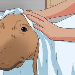 Can You Bathe a Pregnant Dog