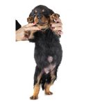 Can You Breed a Dog With an Umbilical Hernia