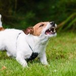 Can You Get Hep C from a Dog Bite