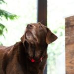 Can You Put Tcp on Dogs