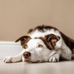 Can You Take Dogs into Pets at Home