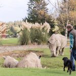Can You Take Dogs to Cotswold Wildlife Park