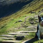 Can You Take Dogs Up Snowdon