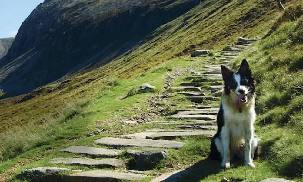 Can You Take Dogs Up Snowdon