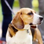 Do Dogs Get Bored of the Same Walk