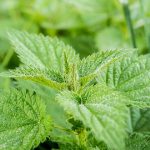 Do Dogs Get Stung by Nettles