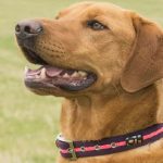 Do Dogs Have to Wear Collars