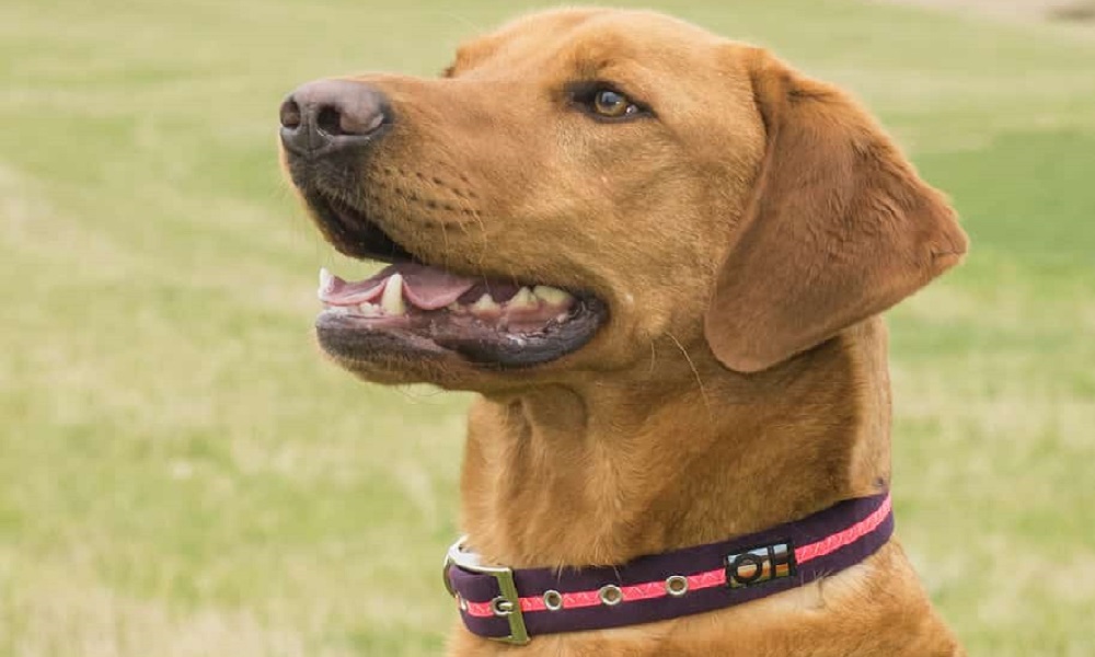 do-dogs-have-to-wear-collars-pet-help-reviews-uk