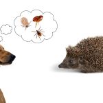 Do Hedgehog Fleas Live on Dogs