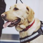 Do Police Dogs Live With Their Handlers Uk