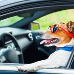 Do Taxis Take Dogs