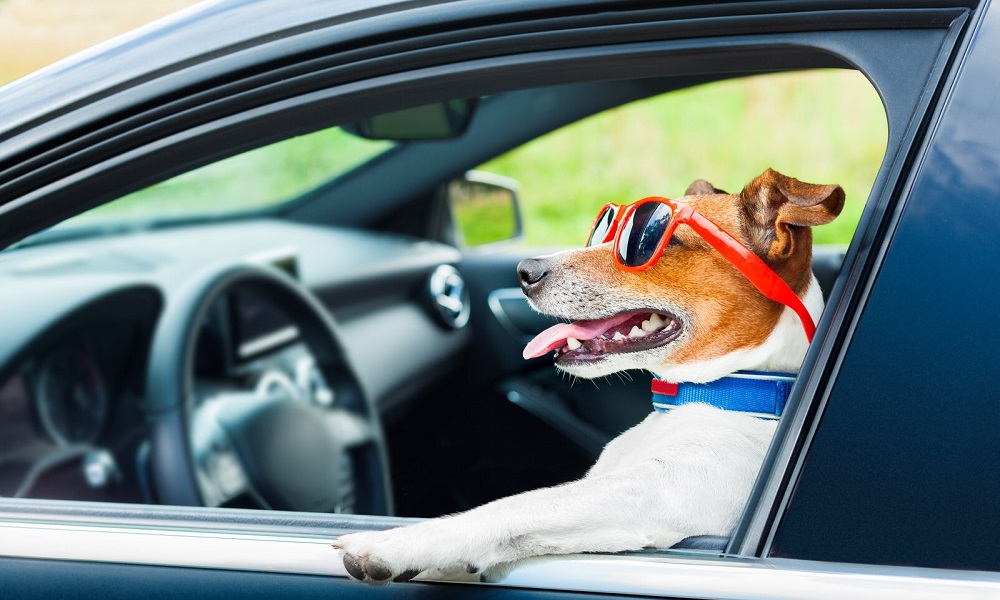 Do Taxis Take Dogs Pet Help Reviews UK