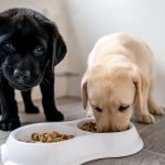 Do the Cinnamon Trust Rehome Dogs