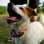 Does Artificial Grass Burn Dogs Paws